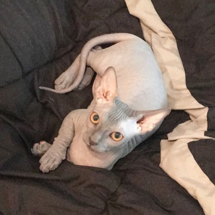 Sphynx Mädchen in liebevolle Hände abzugeben