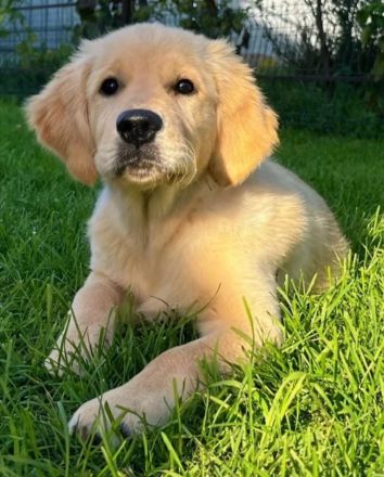 Golden Retriever Welpen in liebevolle Hände abzugeben