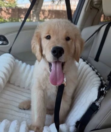 Golden Retriever Welpen in liebevolle Hände abzugeben