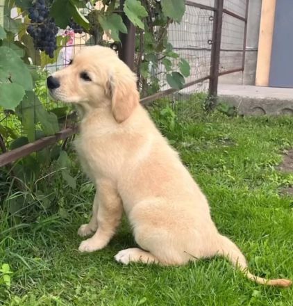 Golden Retriever Welpen in liebevolle Hände abzugeben