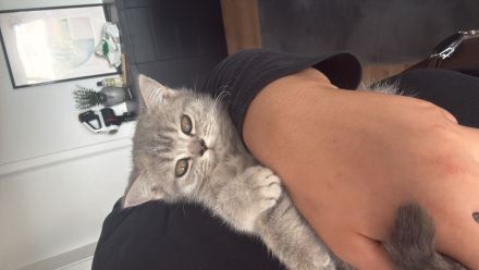 🐾 Verschmuste 12 Wochen alte BKH/BLH-Katze sucht liebevolles Zuhause