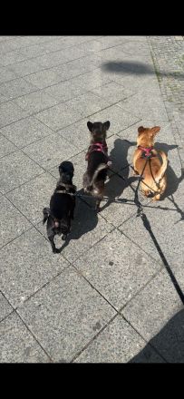 3 wundervolle Pfoten in liebevolle Hände zu vergeben