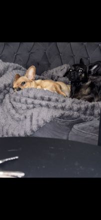 3 wundervolle Pfoten in liebevolle Hände zu vergeben