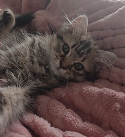 Maine coon / norwegische Waldkatze