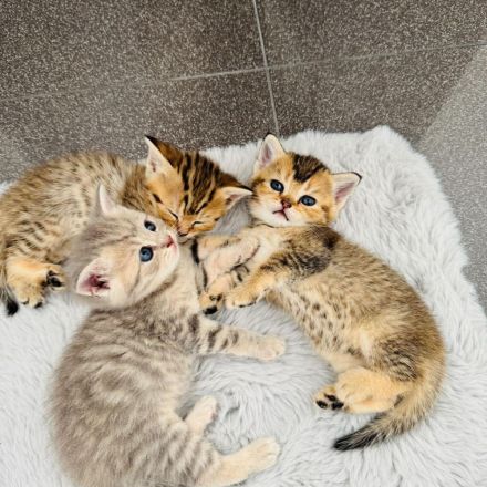 Baby katze