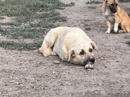 Marli mit den dunklen Knopfaugen