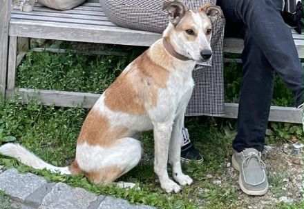 Zuhause gesucht für Dixi