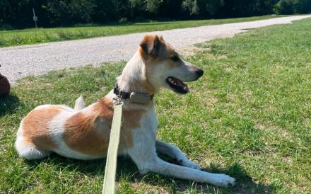 Zuhause gesucht für Dixi