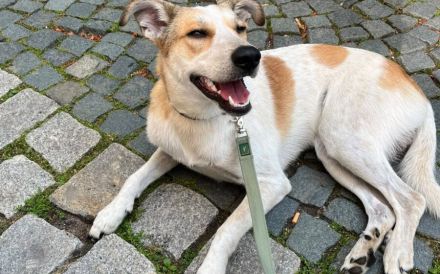 Zuhause gesucht für Dixi