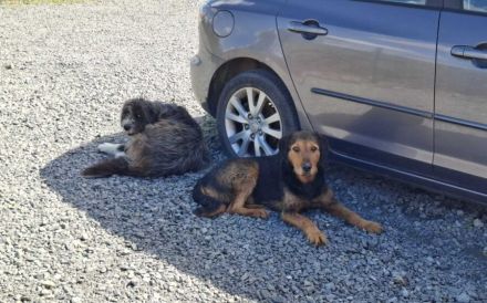 Zuhause gesucht für Malika
