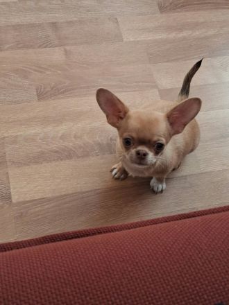 Süßer Chihuahua-Welpe darf ausziehen