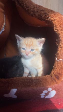 Hauskitten