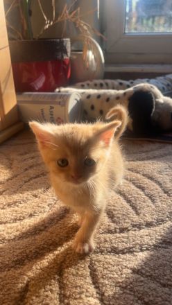 Hauskitten