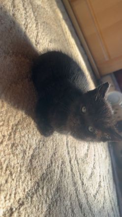 Hauskitten