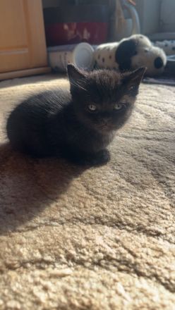 Hauskitten