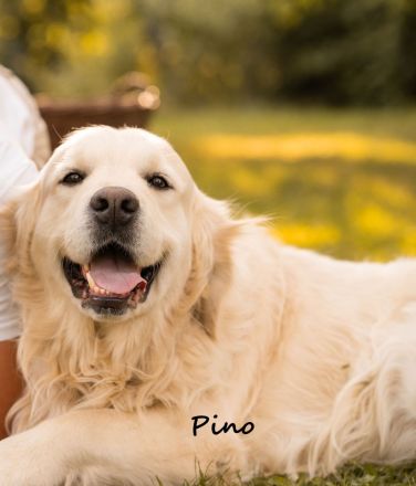 Golden-Retriever-Welpen aus familiärer liebevoller Hobby-Zucht