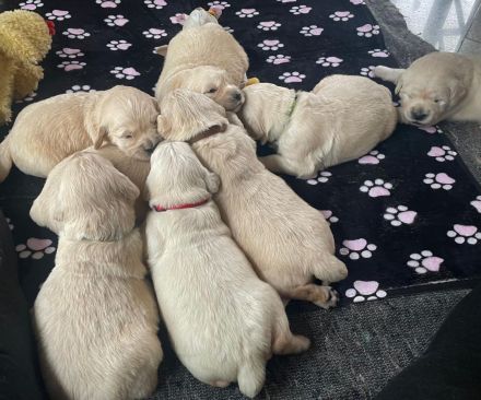 Golden-Retriever-Welpen aus familiärer liebevoller Hobby-Zucht