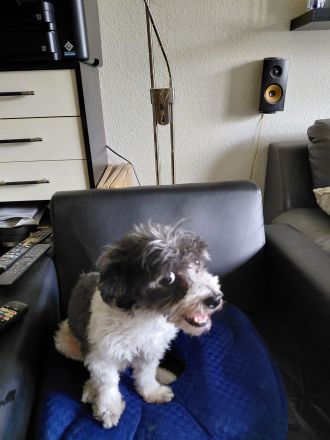 2 Bolonka Malteser Mix Rüden