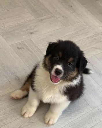 Australischer Schäferhund