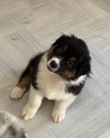 Australischer Schäferhund