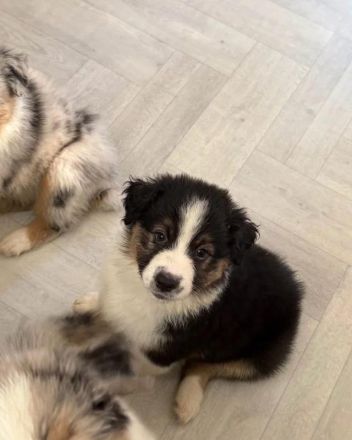 Australischer Schäferhund