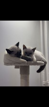 BKH Blue Point Katze / Kate