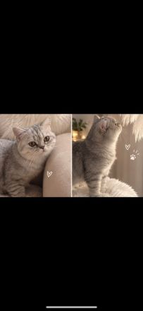 BKH Silver Shaded Kater