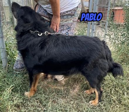 Pablo, Paco, Pancho, 10/22 - ruhige Rüden suchen ihre Menschen