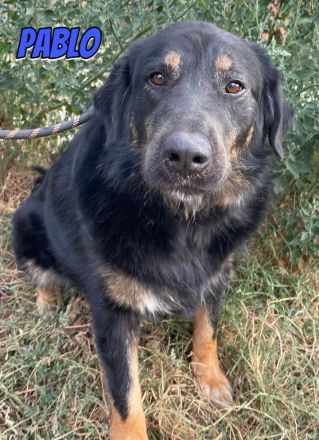 Pablo, Paco, Pancho, 10/22 - ruhige Rüden suchen ihre Menschen