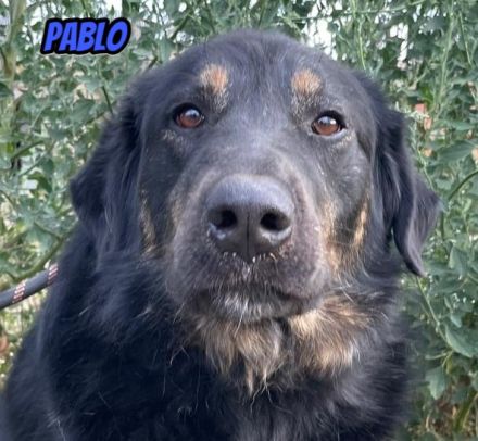 Pablo, Paco, Pancho, 10/22 - ruhige Rüden suchen ihre Menschen