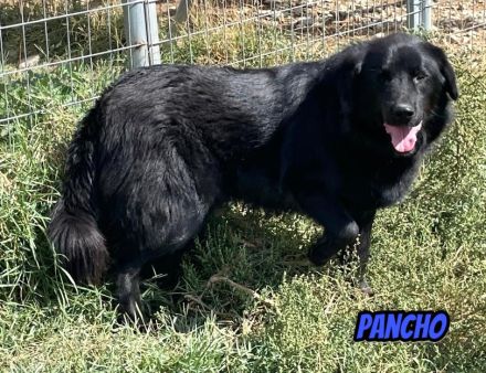 Pablo, Paco, Pancho, 10/22 - ruhige Rüden suchen ihre Menschen