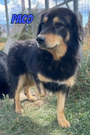 Pablo, Paco, Pancho, 10/22 - ruhige Rüden suchen ihre Menschen