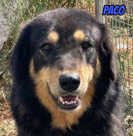 Pablo, Paco, Pancho, 10/22 - ruhige Rüden suchen ihre Menschen