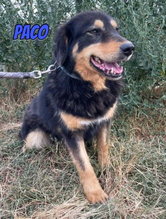 Pablo, Paco, Pancho, 10/22 - ruhige Rüden suchen ihre Menschen