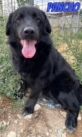 Pablo, Paco, Pancho, 10/22 - ruhige Rüden suchen ihre Menschen