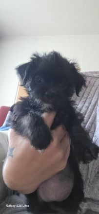 Shi-Tzu mix