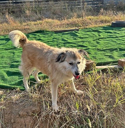 Perla sucht einen Gnadenplatz