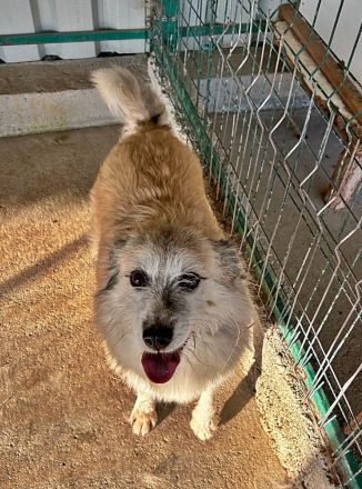 Perla sucht einen Gnadenplatz