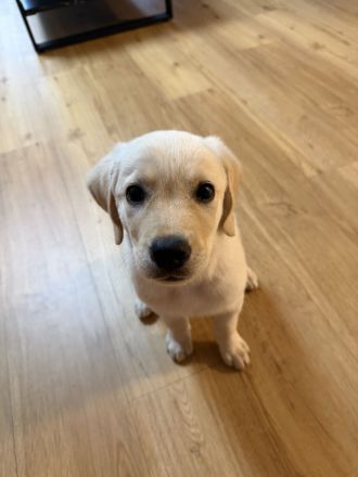 Labrador Welpe Rüde