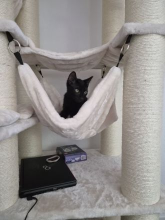 Liebevoller Kater Toffi sucht neues Zuhause 🐾
