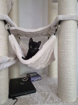Liebevoller Kater Toffi sucht neues Zuhause 🐾