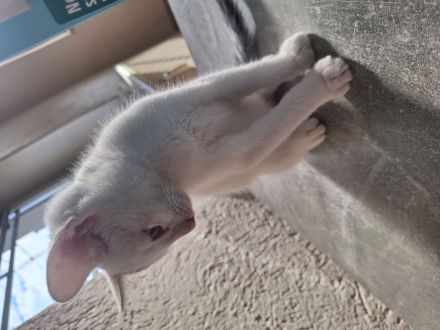 Drei wunderschöne kleine Kitten suchen ihr Für-immer-Zuhause