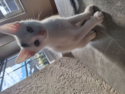 Drei wunderschöne kleine Kitten suchen ihr Für-immer-Zuhause