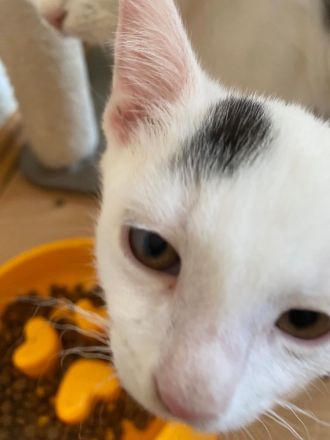 Drei wunderschöne kleine Kitten suchen ihr Für-immer-Zuhause