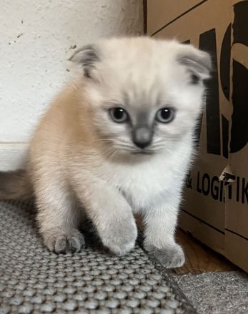 Zwei süße Britisch-Kurzhaar-Kitten