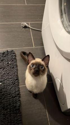 18 Wochen junge reinrassige Siam-Thai Kitten Chocolate-Point suchen bevolles Zuhause auf Lebenszeit