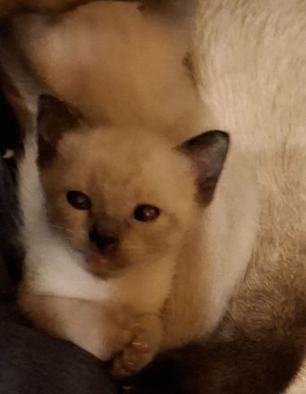 18 Wochen junge reinrassige Siam-Thai Kitten Chocolate-Point suchen bevolles Zuhause auf Lebenszeit