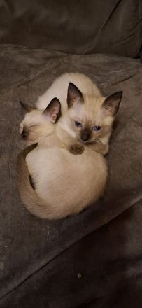 18 Wochen junge reinrassige Siam-Thai Kitten Chocolate-Point suchen bevolles Zuhause auf Lebenszeit