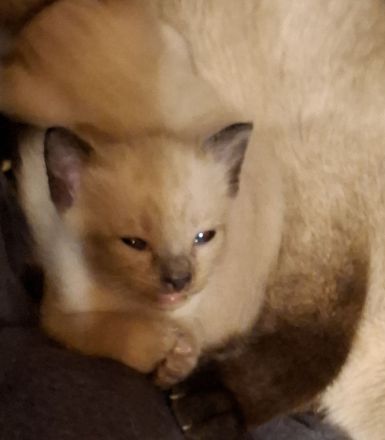 18 Wochen junge reinrassige Siam-Thai Kitten Chocolate-Point suchen bevolles Zuhause auf Lebenszeit