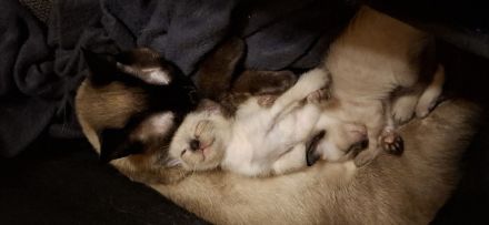 18 Wochen junge reinrassige Siam-Thai Kitten Chocolate-Point suchen bevolles Zuhause auf Lebenszeit